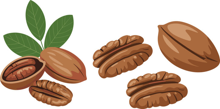 Pecans flat vector illustration set. Whole smooth shells, cracked pods, loose grooved kernels, and green leaves offer a healthy snack collection.