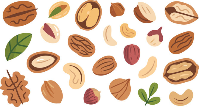 Nuts flat vector illustration array. Walnuts, cashews, almonds, pistachios, hazelnuts, pecans, and green leaves present a healthy organic snack mix.