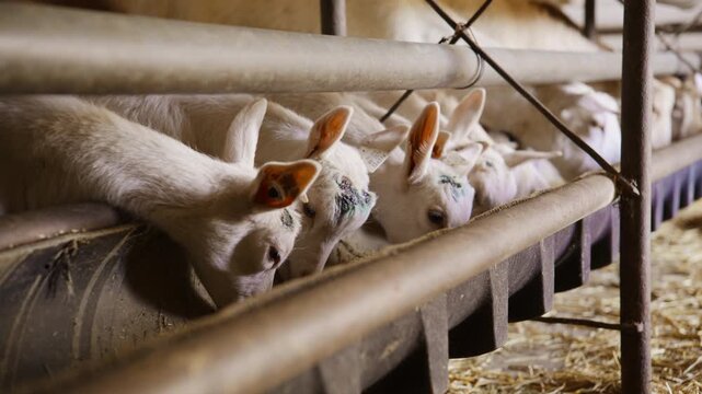 A row of young white baby goats standing together and hungrily eating dry grain from a long trough inside a farm barn.