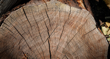 Detailed cross section of a tree trunk with visible annual rings, cracks and natural wood grain. Organic wooden texture ideal for forestry, woodworking, environmental themes, rustic backgrounds © Irina