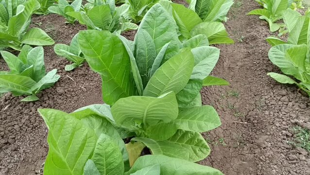 Healthy green tobacco plant growing in agricultural field
