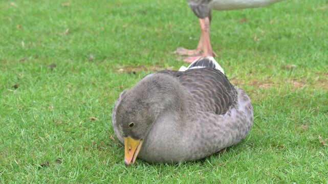 Greylag Goose (Anser anser) juvenile with transitional plumage and downy feathers eating grass. July, Kent, UK [Half speed]