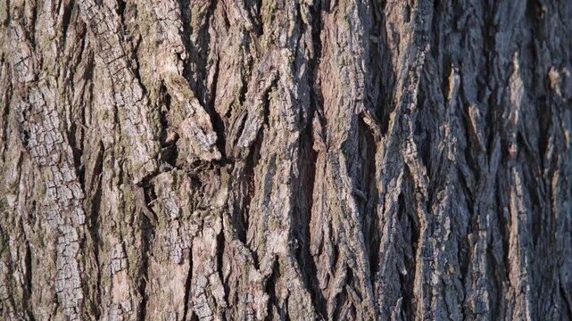 natural background of the tree bark texture