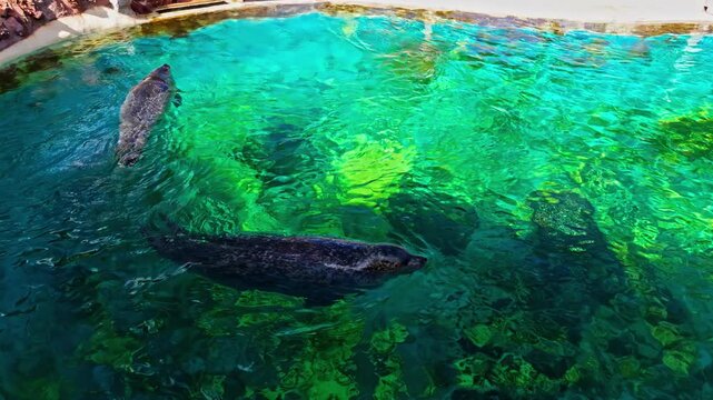 Two seals swim gracefully in a clear water enclosure at Attica Zoological Park in Athens Greece with sunlight reflecting off the water surface.