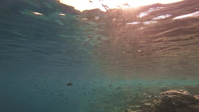 Wide underwater view toward a rippling, sunlit ocean surface, with warm light shafts, scattered small fish and a low coral reef edge in the Maldives.