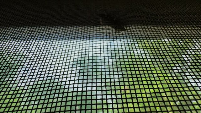 Tracking shot of an insect resting on a window mosquito screen demonstrating how fine mesh barriers help keep bugs outside while allowing fresh air indoors