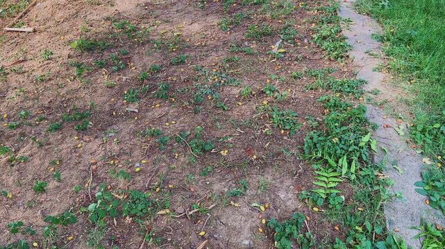 Pushing in shot of fallen neem fruits known as niboli scattered across dry soil beneath a tree highlighting natural seed dispersal in daylight