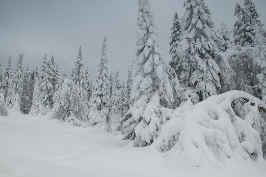 Winter view of snow-covered fir-tree forest in the national park Zuratkul, South Ural, Russia