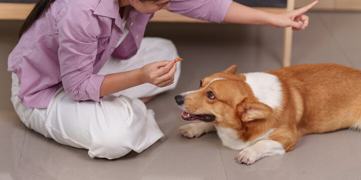 Asian woman training her Welsh Corgi dog with treats at home