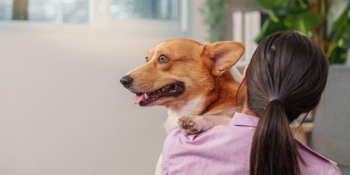 Asian woman holding happy corgi dog on shoulder at home