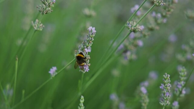 Close up of a flying bumblebee on purple lavandula, slowmo wildlife nature footage, soft anamorphic bokeh.