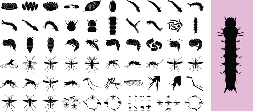 Mosquito life cycle silhouettes, insect larvae and pupa vector icons, biological pest control graphic set, black bug shapes on white background
