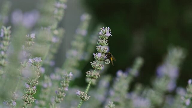 Close up of a flying bumblebee on purple lavandula, slowmo wildlife nature footage, soft anamorphic bokeh.