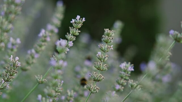 Close up of a flying bumblebee on purple lavandula, slowmo wildlife nature footage, soft anamorphic bokeh.