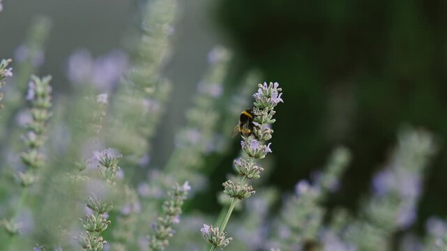 Close up of a flying bumblebee on purple lavandula, slowmo wildlife nature footage, soft anamorphic bokeh.