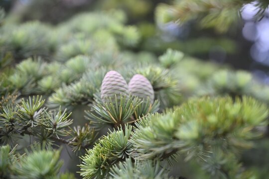 Young Cedar Cones On Evergreen Branch With Selective Focus