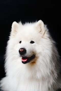 white pomeranian dog