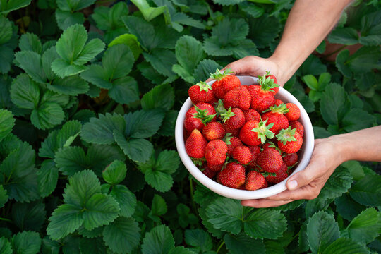 Big bowl of fresh strawberries in farmer man's hands