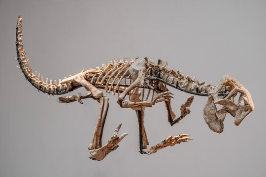 Psittacosaurus mongoliensis full skeleton in complete anatomical position, highly detailed fossil reconstruction