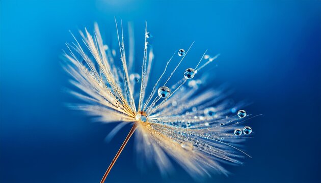 Beautiful Dew Drops On A Dandelion Seed Macro Beautiful Blue Background Large Golden Dew Drops On A Parachute Dandelion Soft Dreamy Tender Artistic Image Form