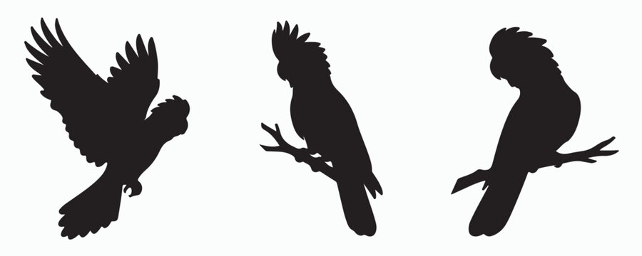 Collection of bird silhouette illustrations featuring a soaring eagle and perched parrots on branches. Bold black vector wildlife icons isolated on a light background, perfect for nature,