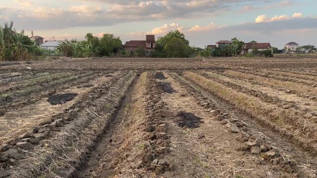Plowed soil rows prepared for rice and shallot crop cultivation