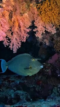 Bluespine unicornfish (naso unicornis). Taken in Sharm el Sheikh, Egypt.