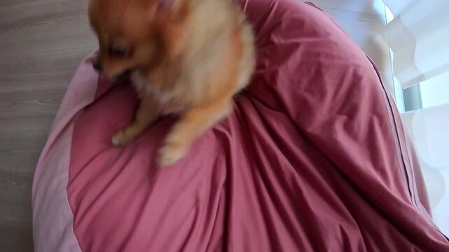家のリビングのソファーで楽しく遊んでいる可愛いポメラニアンの子犬の姿