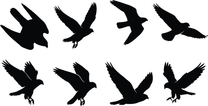 Bird of prey silhouette vector collection featuring hawks and falcons in dynamic flying and hunting positions for design projects