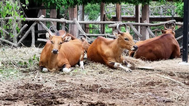 Resting cattle in rustic farm pen with brown cow and ox lying on straw, peaceful livestock scene near wooden fence, green foliage, rural enclosure, bovine animals at farm ranch pen
