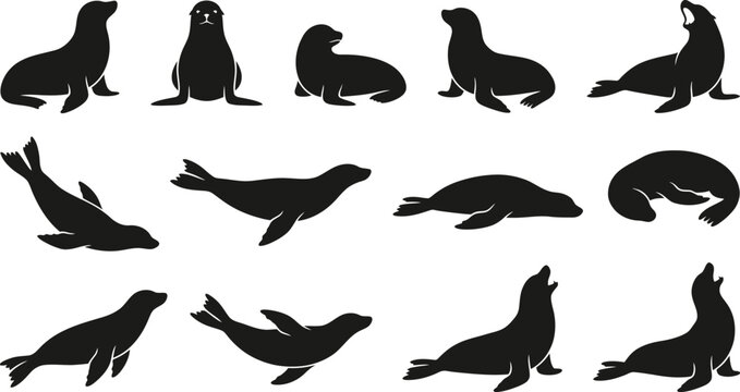 Sea lion silhouettes in various poses. Vector collection of marine mammal animal icons.