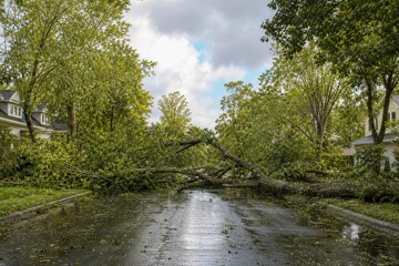 Fototapeta premium Freshly Fallen Tree Blocking Residential Street After Severe Windstorm Illustrating Extreme Weather and Infrastructure Disruption