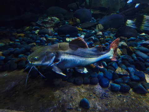 A redtail catfish (Phractocephalus hemioliopterus) swims in a freshwater aquarium containing rocks.