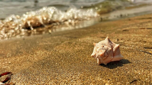 Seashell on Sandy Beach with Crashing Waves in Background