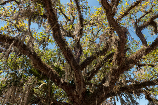 Southern live Oak tree with Spanish moss