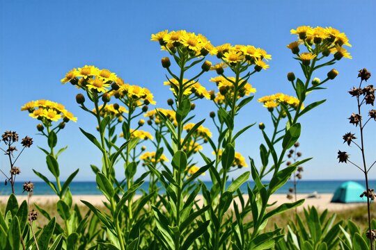 Bright yellow Verbesina encelioides flowers bloom under clear blue sky near sandy ocean beach. Golden crownbeard plants grow wild on sunny coast dunes. People relax in blue tent by sea in distance.