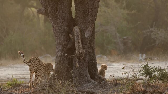  A tree-climbing cheetah cub and family