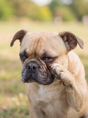 Obraz premium Close up of bulldog rubbing itchy red eye with paw outdoors. Pet allergy and veterinary healthcare vertical banner