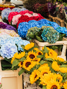 Bright sunflowers and hydrangeas displayed at a flower stall in the lively Central Market of Ljubljana, Slovenia