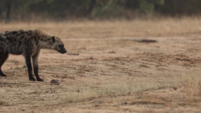 Cheetah cub versus a spotted hyena