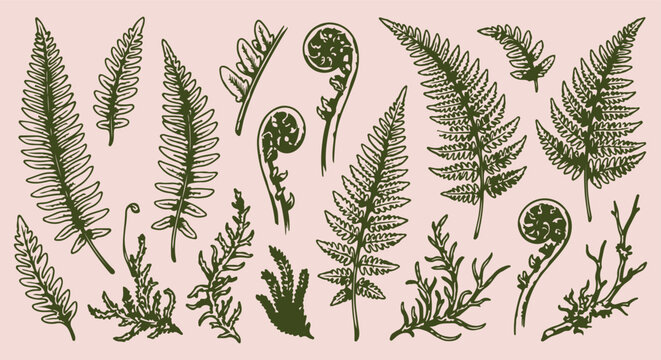 Fiddlehead Fern Fronds, Hand Drawn Botanical Leaf Line Art, Forest Woodland Fern Seamless Pattern, Vintage Green Foliage Vector Illustration, Organic Spring Nature Doodle Background, Rustic Jungle Lea