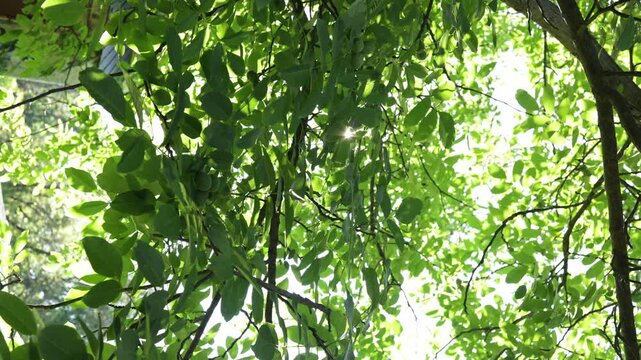 Sunlight filtering through lush green leaves and branches of a tree