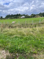 Naklejka premium An alpaca child runs through a lush grassy meadow set against a picturesque rural landscape on an animal farm on a sunny summer day
