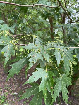 Diseases of plants and trees. Vasates quadripedes on Acer saccharinum leaves.Gall on Silver Maple . bladder-gall mite.