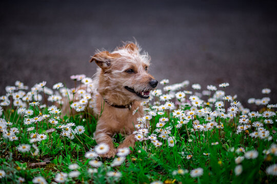 Chien souriant, allong&eacute; au milieu de p&acirc;querettes en fleurs au printemps. Si vous aviez connu ce chien, vous auriez r&eacute;alis&eacute; combien il &eacute;tait exceptionnel.