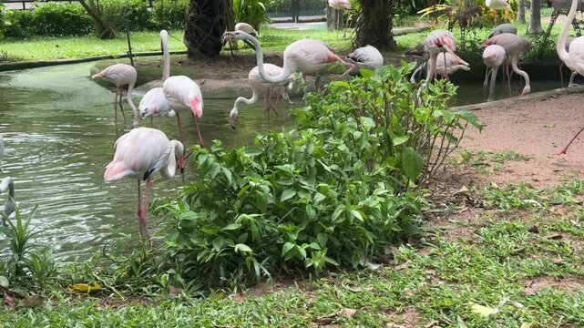 Wildlife pink flamingo birds dancing in the park. Natural scenic view. Safari flock in a tropical lagoon