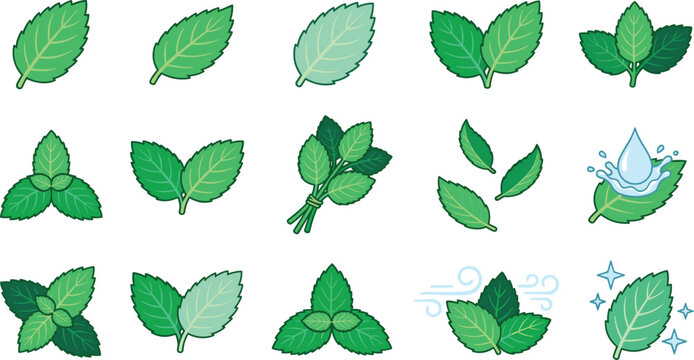 Fresh Mint Leaf Vector Icon Set with Green Peppermint Sprigs Water Drop Bunch and Sparkle Elements for Food Packaging Healthy Designs