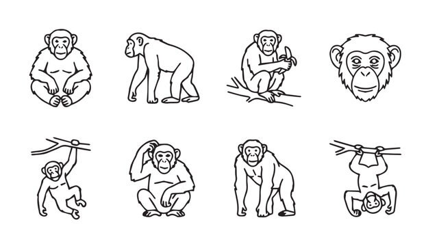 Chimpanzee line art collection showing various poses and actions in a simple white background