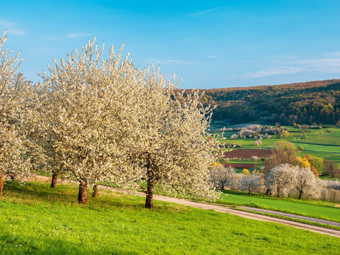 Landschaft mit bl&uuml;henden Kirschb&auml;umen im Fr&uuml;hling, Pretzfeld, Franken, Bayern, Deutschland