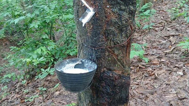 Rubber tree latex tapping with collection cup in plantation